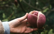 BUD OF MAGNOLIA LENNEI
