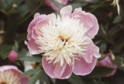 PAEONY - SINGLE FLOWER