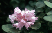 PINK RHODODENDRON [BOW BELLS?]