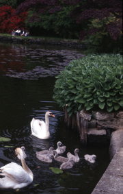 SWANS AND CYGNETS