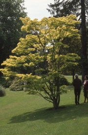 YELLOW FOLIAGE TREE