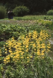 YELLOW CANDELABRA PRIMULAS