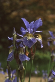IRIS