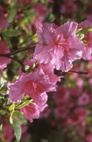 PINK RHODODENDRON TRUSS