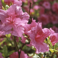 PINK RHODODENDRON TRUSS