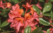 RED AZALEA