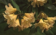 YELLOW BELL RHODODENDRON