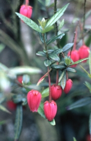 CLIMBER WITH RED BELLS