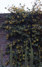 YELLOW CLIMBER