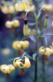 LILIUM SZOVITSIANUM