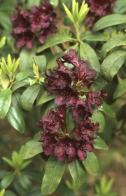 RHODODENDRON PURPLE SPLENDOUR