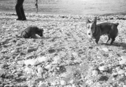 Dai on the beach