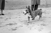 Dai on Scarborough beach