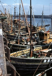 Herring fleet