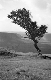 Windswept tree