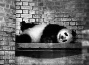Ching-Ching or Cha-Cha