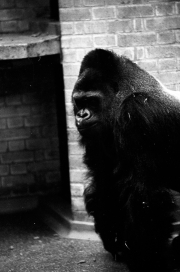 Guy the Gorilla