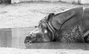 Rhino