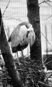 Heron, maybe