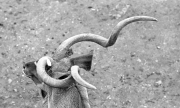 Antelope
