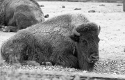 Bison