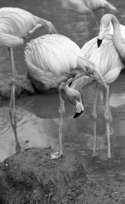 Flamingo
