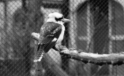 Unknown bird