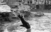Diving seal