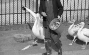 Pelican feeding time