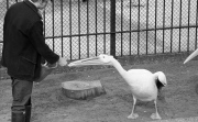 Pelican feeding time