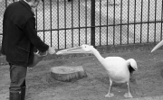 Pelican feeding time