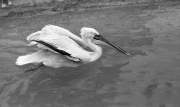 Pelican