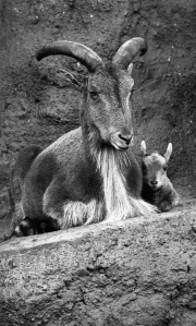 Mountain goat