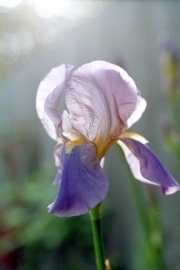 Iris in Dulwich Park
