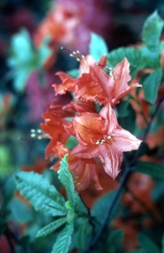 Azalea