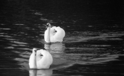 Swans