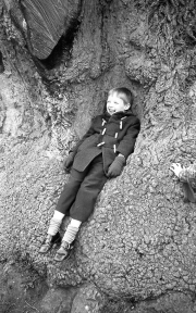 David in the Delapre tree