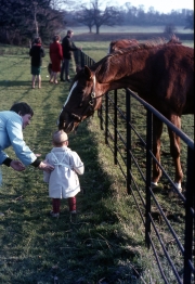 David and horses
