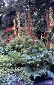 Bog Garden