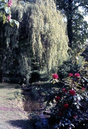 Stream Garden