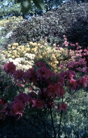 Azaleas