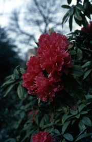 Red hardy hybrid Rhododendron
