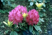Pink hardy hybrid Rhododendron