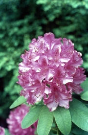 Pink hardy hybrid Rhododendron