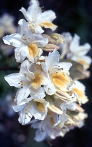 White Azalea