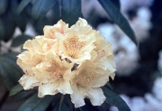 Yellow Rhododendron