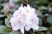 White Rhododendron