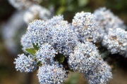 Ceanothus flowers