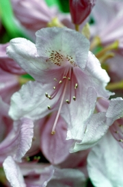 Pink Rhoodendron
