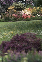 Azaleas